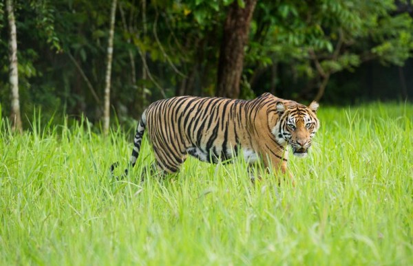 Sumatran Tiger in Tambling Wildlife Nature Conservation