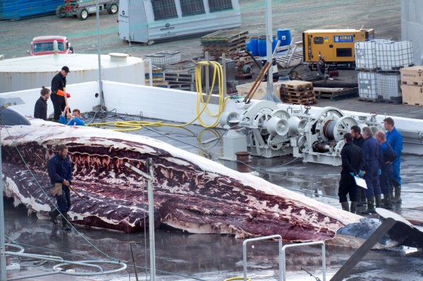 Icelandic Whaling 2015 First Fin Whale Landed