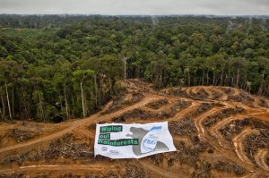 Action at P & G Palm Oil Supplier in Kalimantan