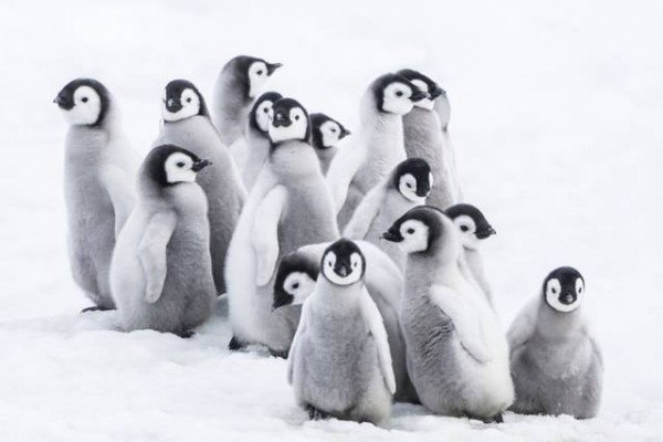 La-marcia-dei-pinguini-2-il-richiamo-01-2