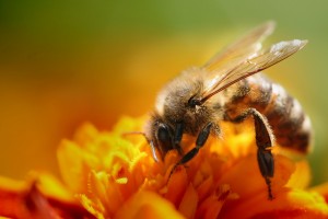 ape-api-impollinazione-3883